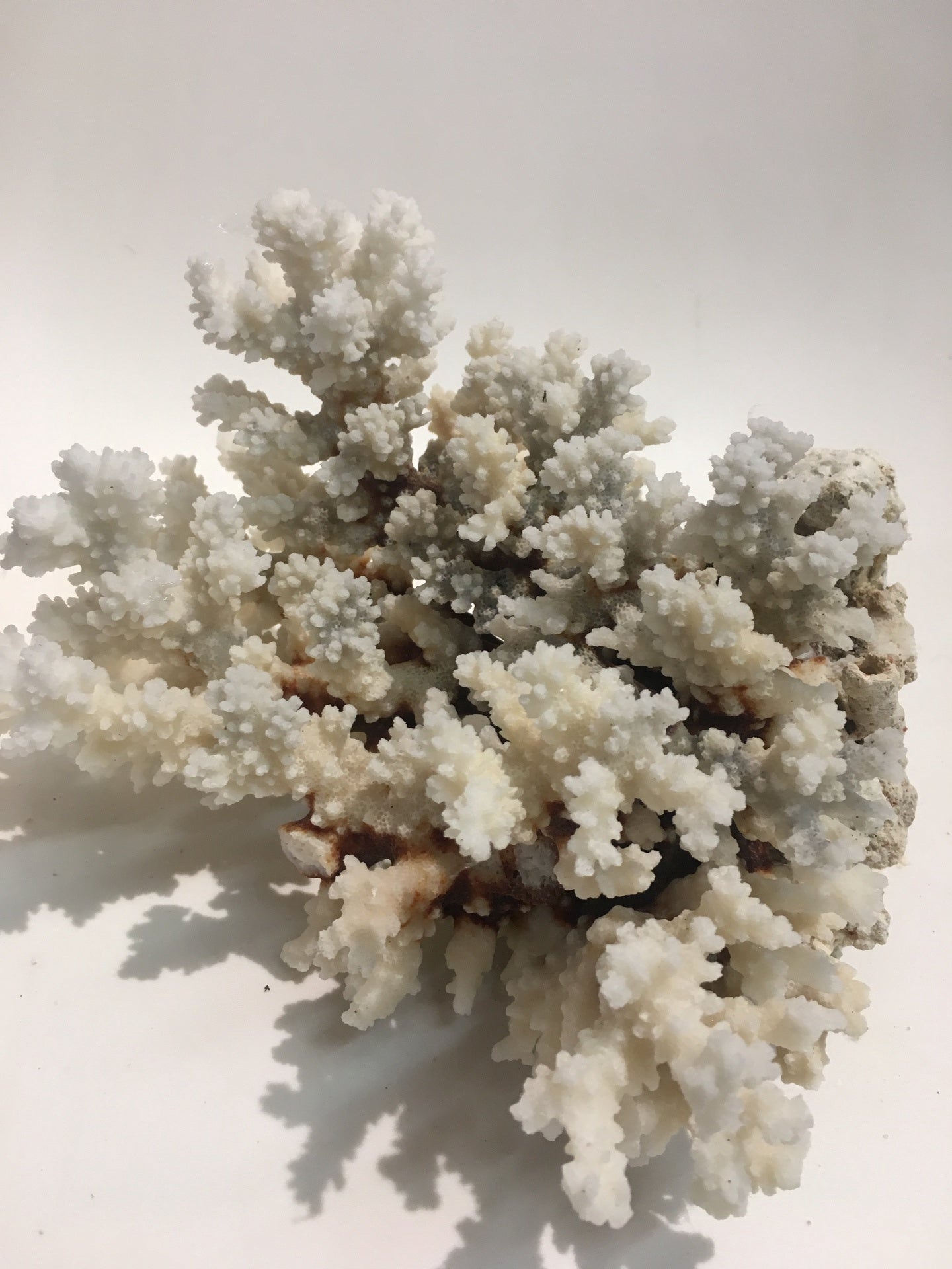 NATURAL BROWN STEM CORAL LARGE Choose the one you like