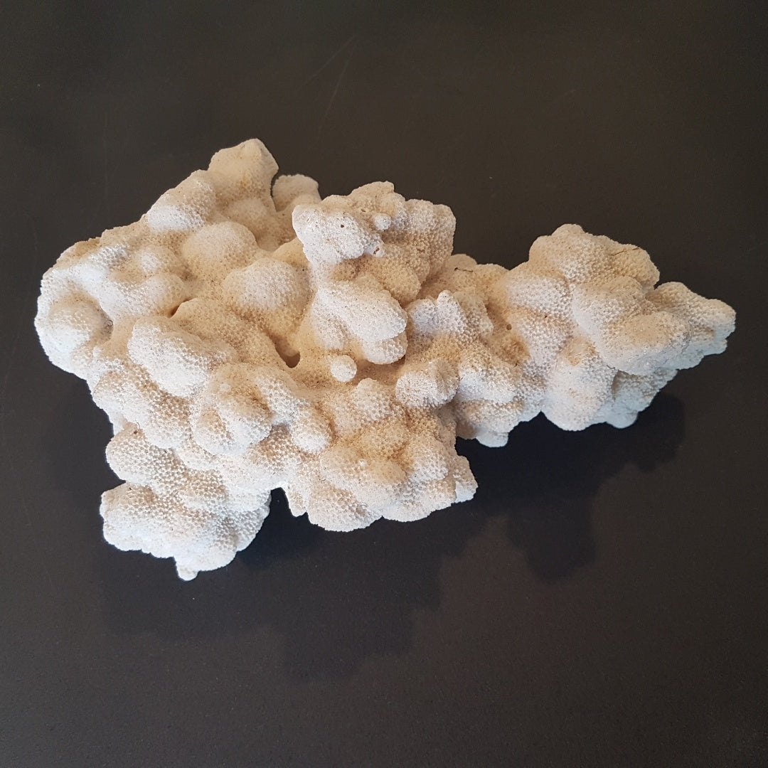 Coral - Cauliflower Coral