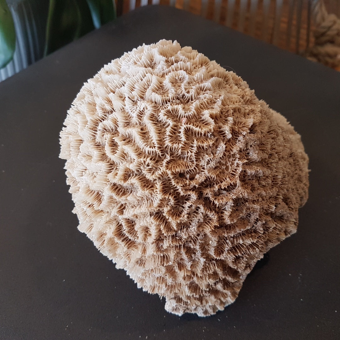Coral - Medium Brain Coral