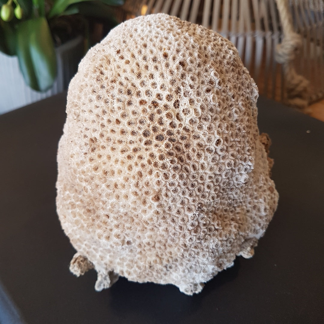 Coral - Large Brain Coral