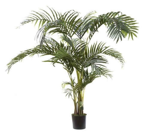 Potted large palm tree