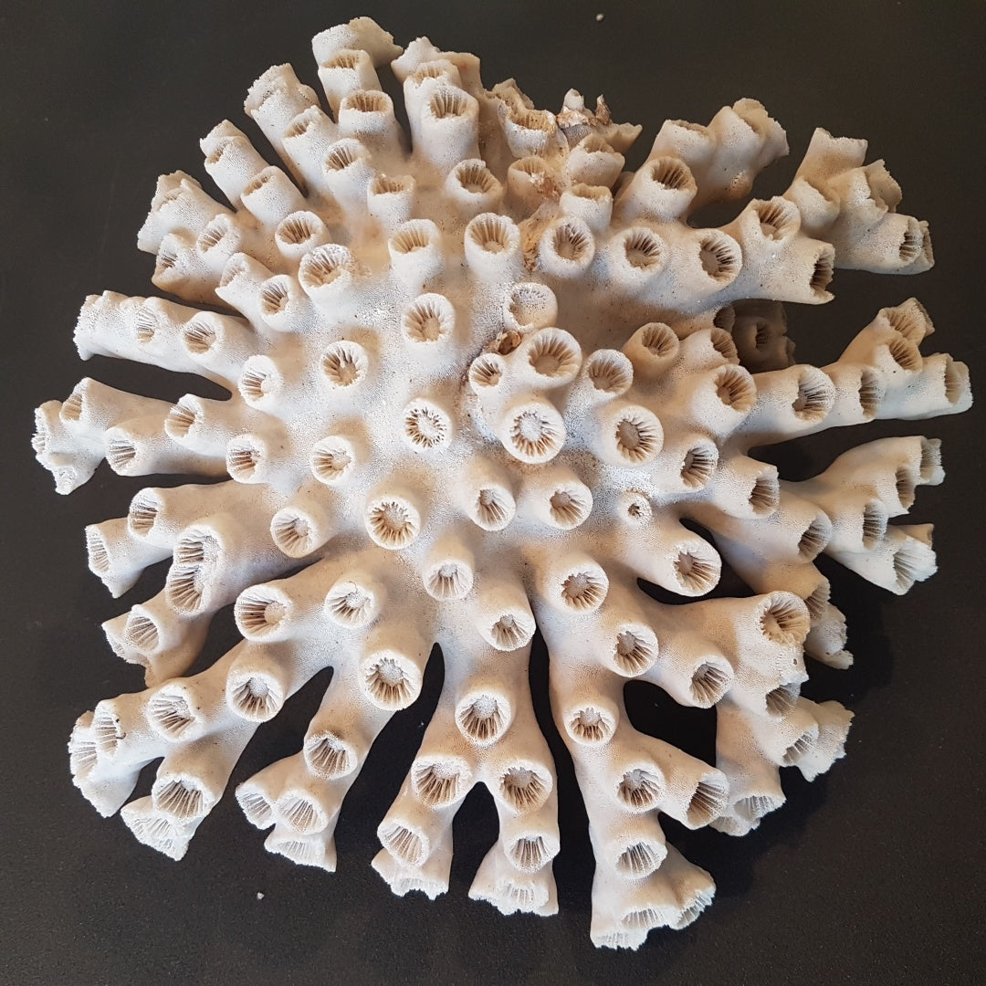 Coral - Octopus Coral