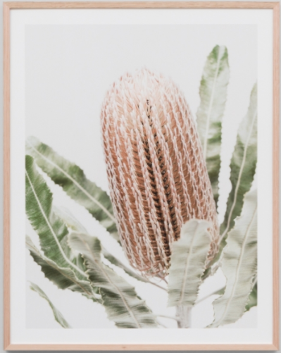 Banksia Print Artwork with Glass