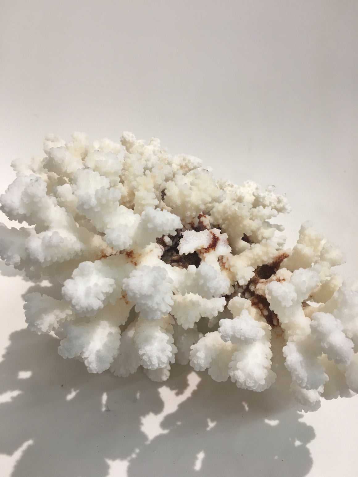 Small Brown Stem Coral