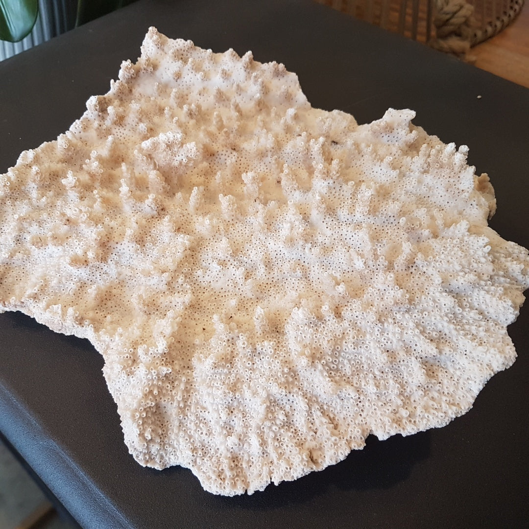 Coral - Mushroom Coral